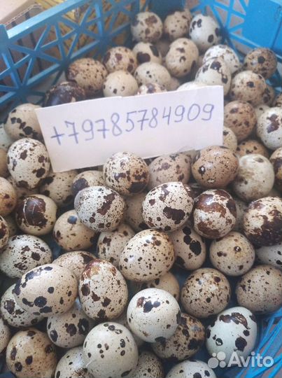 Продаются перепела техасец