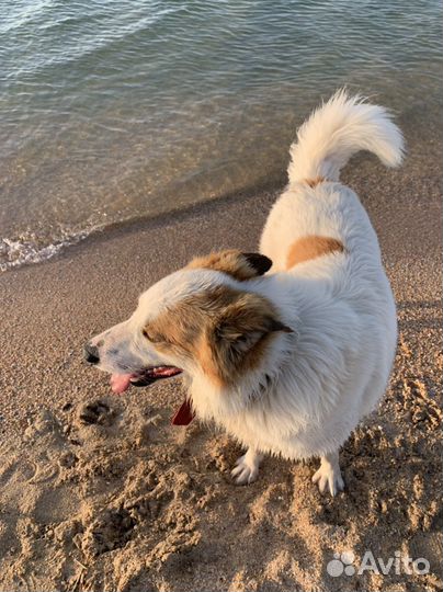 Крупный добрый умный пес