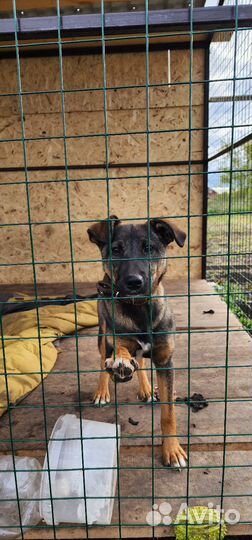 Собака в добрые руки отдам бесплатно