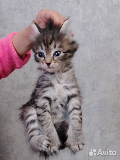 Отдаю котят