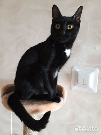 Молодой котик