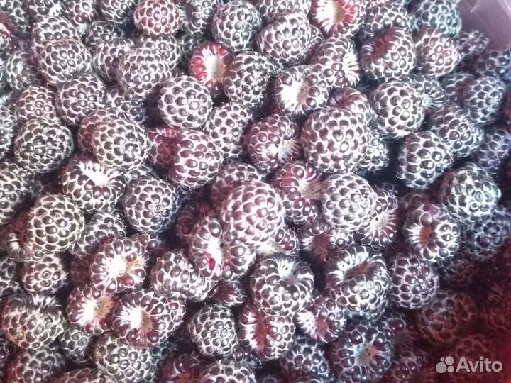 Малина, Ежевика