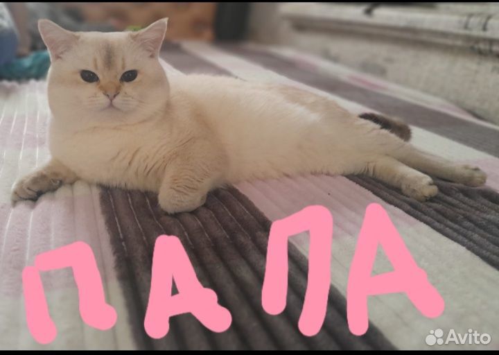 Шотландская малышка