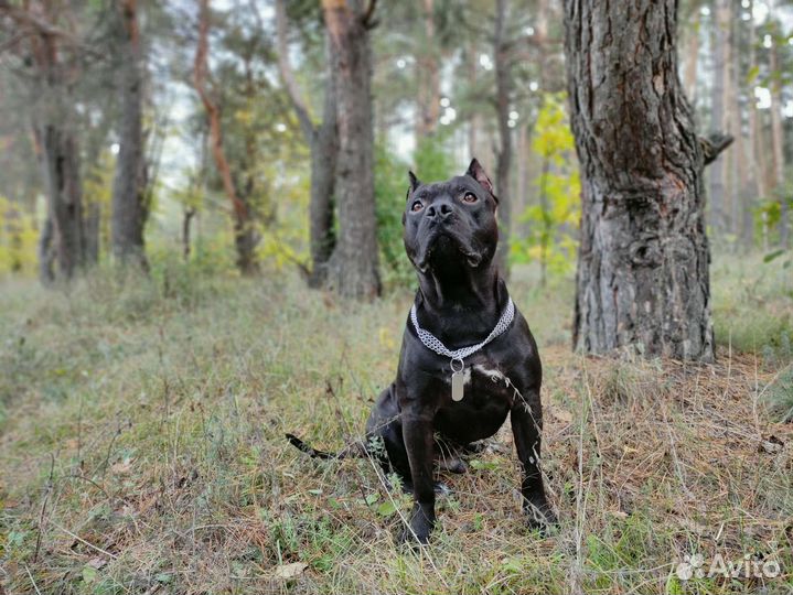 Питбуль для вязки