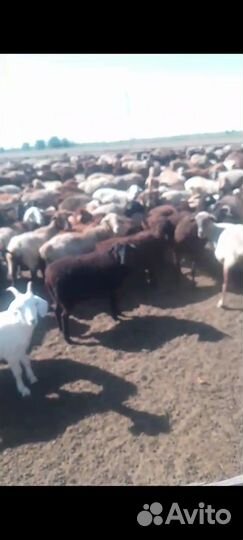 Продается овцепоголовье
