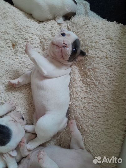 Собаки щенки французский бульдог