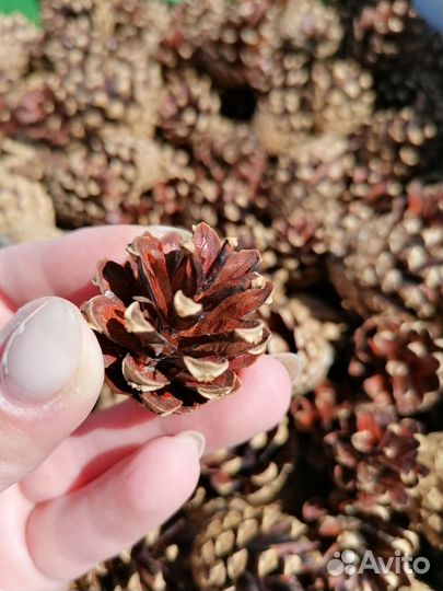 Шишки сосновые