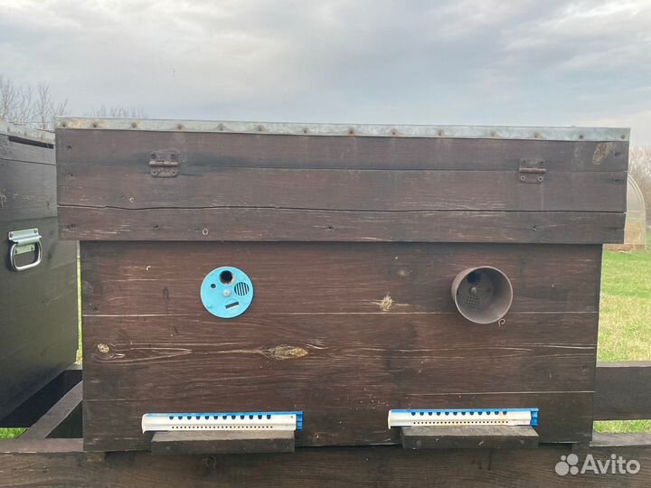 Пчелы пасека