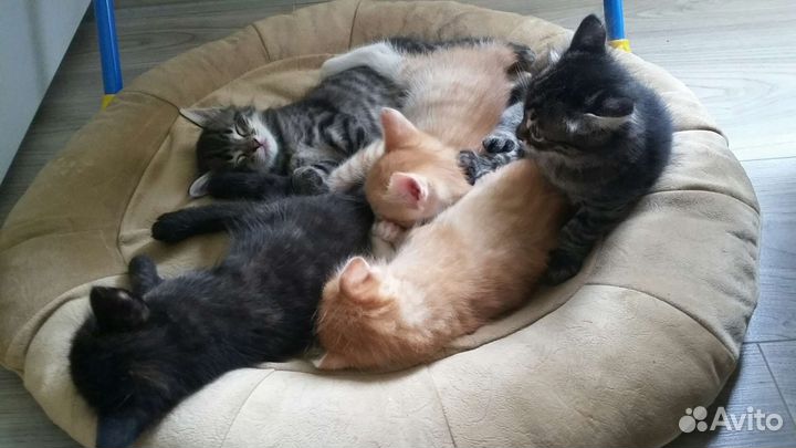 Котята в добрые руки