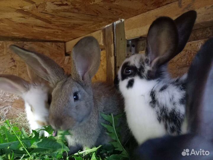 Кролик самец