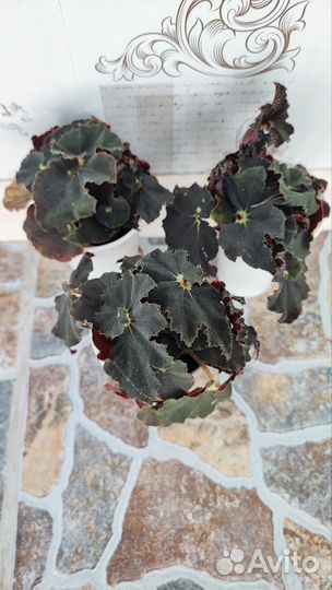 Комнатные растения