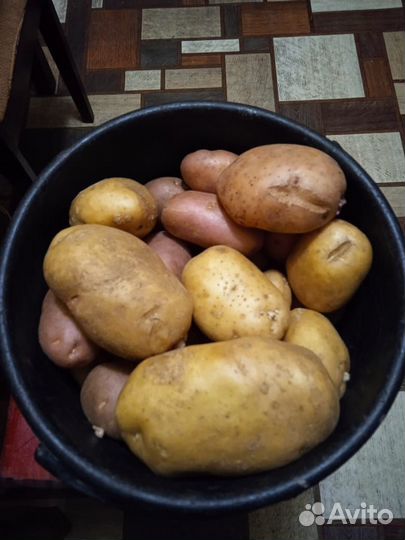 Картофель домашний