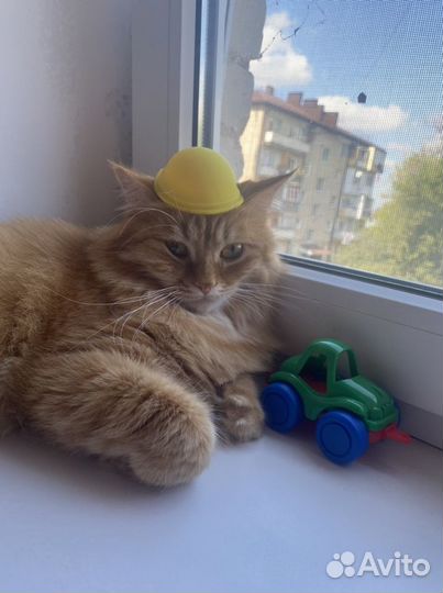 Ветеринарный врач на дом(кошки и собаки)