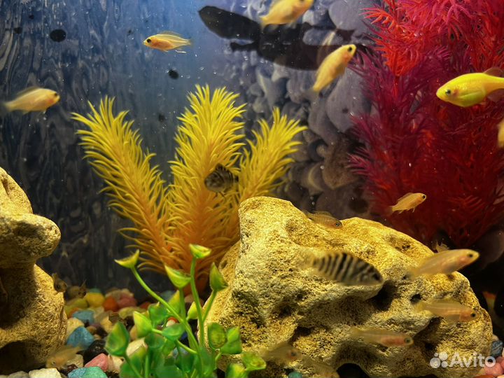 Мальки цихлид