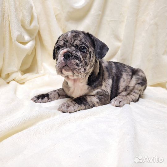 Французский бульдог щенки мерле