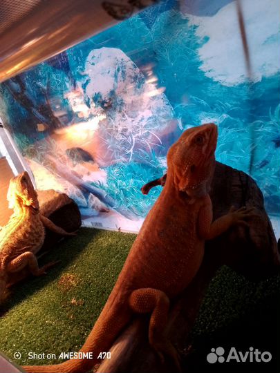 Бородатые агамы