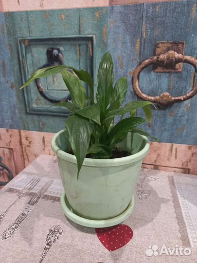 Диффенбахия