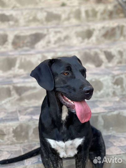 Собака в добрые руки