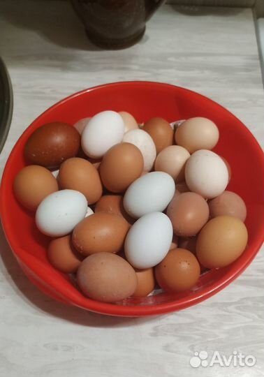 Домашние куриные яйца