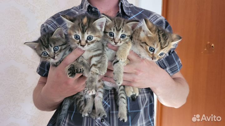 Самые милые котята в мире - бесплатно