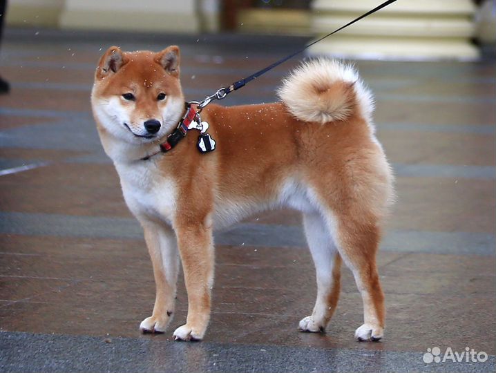 Шиба (сиба) ину для вязки
