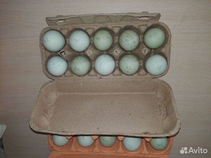 Инкубационные яйца микс