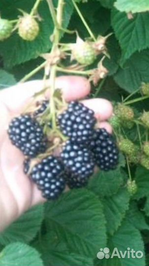 Саженцы ежевики