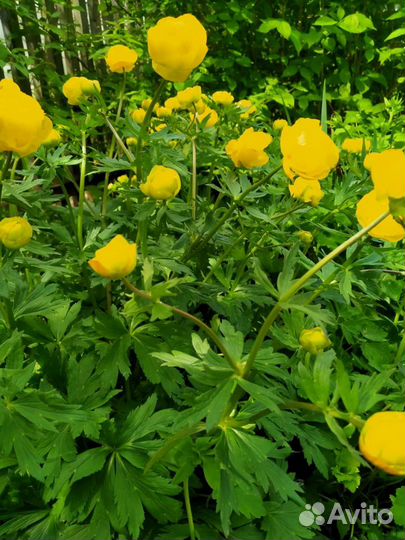 Ячмень гривастый, молочай кипарисовый, купальница