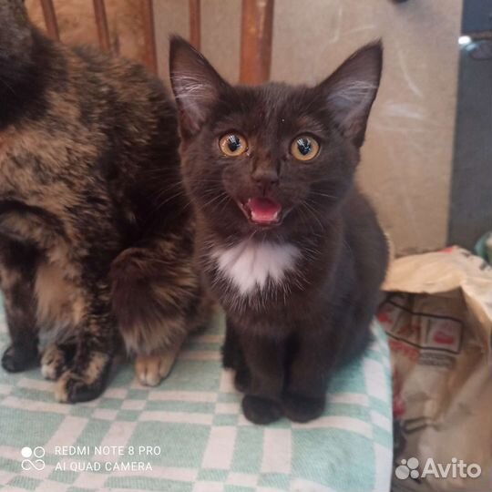 Кошки в добрые руки бесплатно