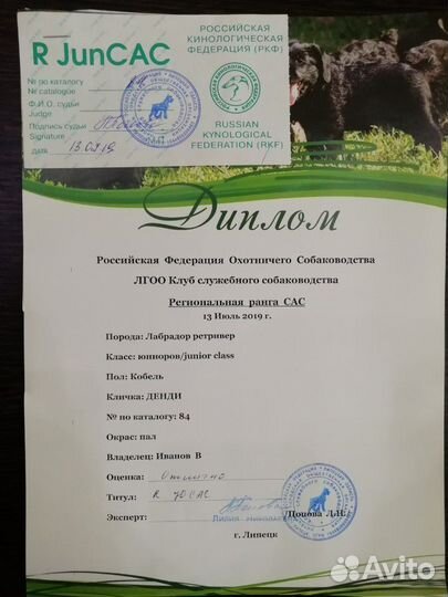 Кобель для вязки