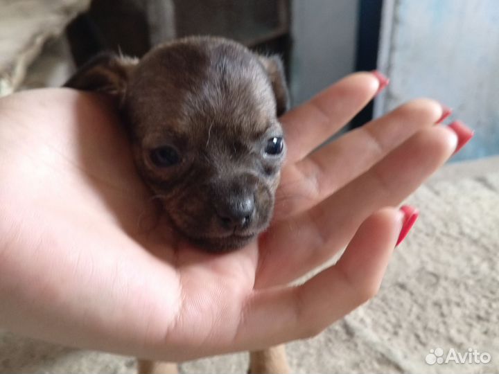 Той-терьер щенки