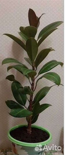 Фикус, кодиум (кротон)