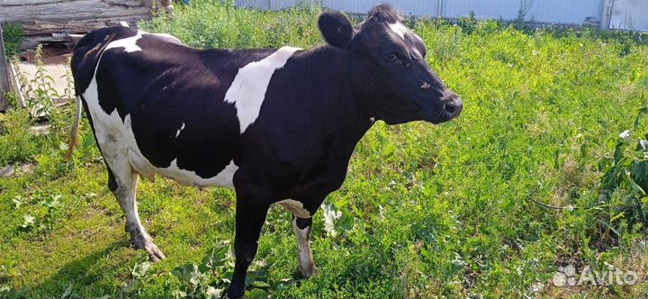 Корова дойная,первотелка