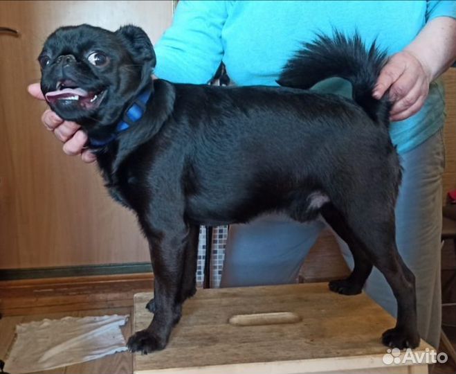 Щенок брюссельского гриффона