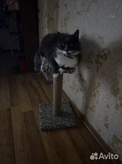 Передержка животных