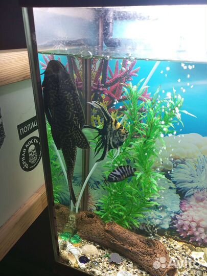 Аквариумные рыбки сомики