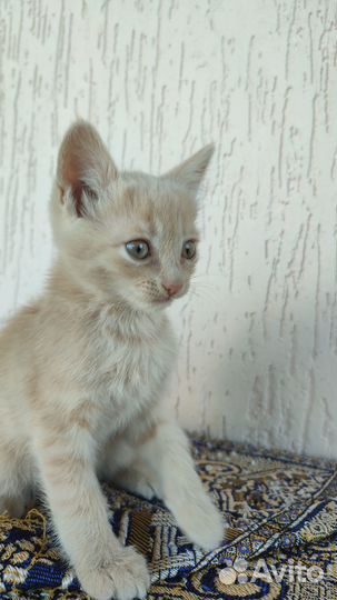 Котятки в добрые руки