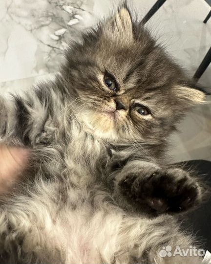 Персидская