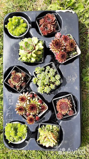 Очиток, молодило