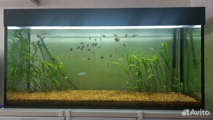 Аквариум