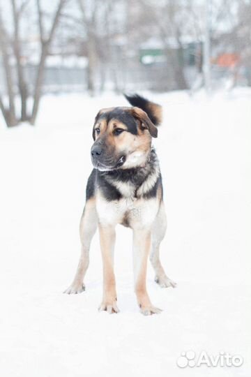 Собака в добрые руки Муха ищет дом