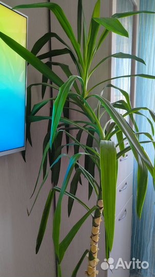 Юкка (высота растения 140 см)