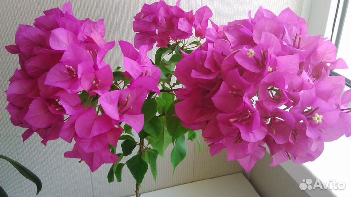 Бугенвиллия