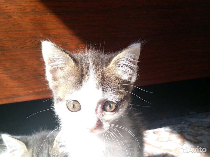 Котята в добрые руки бесплатно