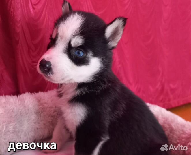 Щенки сибирской хаски