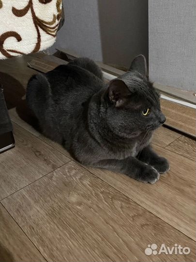 Британская