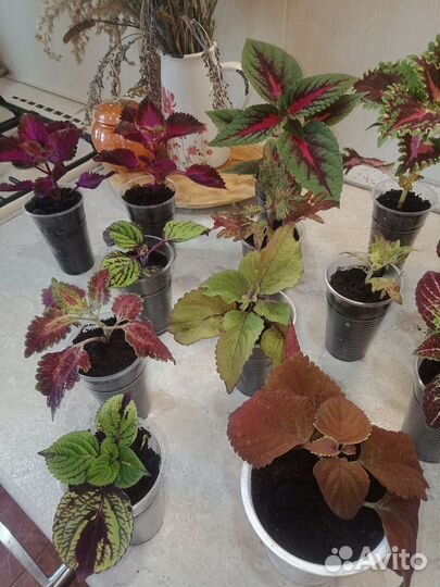 Колеусы вегетативные