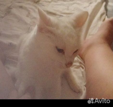Потерялись коты
