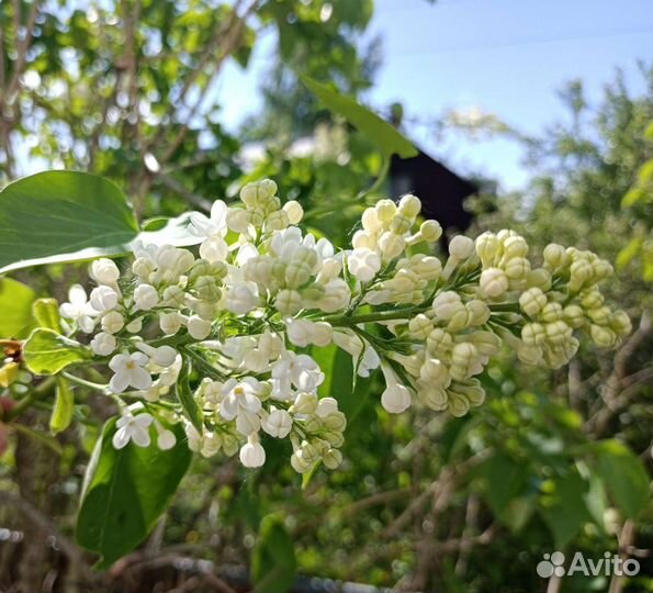 Сирень белая