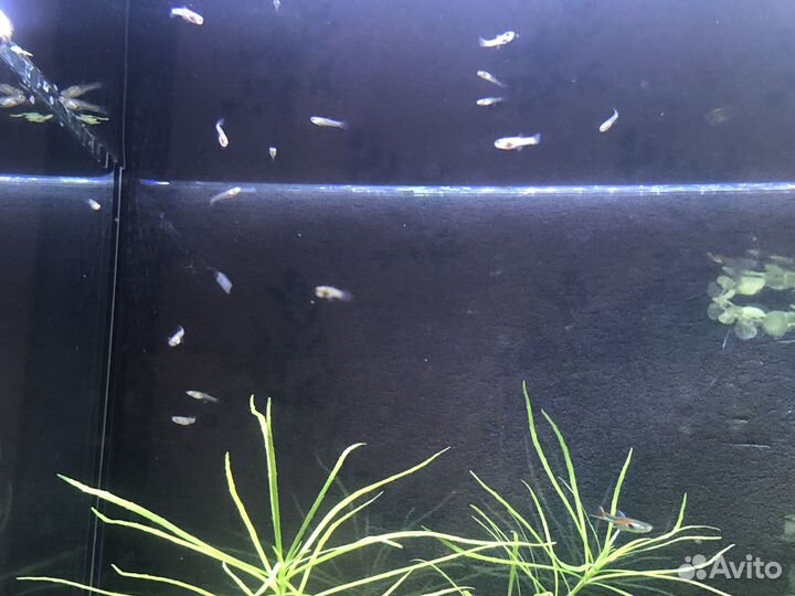 Гуппи эндлера, мальки